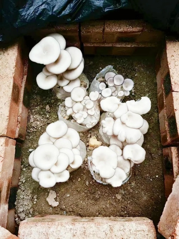 保定理工學(xué)院||管理學(xué)院||以勞育人樹新風(fēng) 筑夢青春共成長