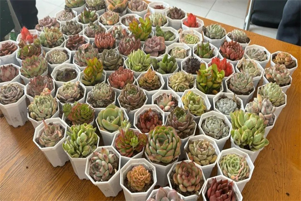 康復(fù)醫(yī)學(xué)院開展“播種綠色希望，共建美麗校園”植樹節(jié)主題活動(dòng)